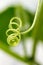 Intricately detailed curly vines and stems growing in a greenhouse