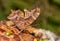 Intricately patterned Eastern Comma butterfly feeding on tree sap