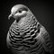 Intricately Sculpted Pigeon Portrait: A Unique Blend Of Solarization And Black-and-white Photography