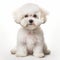 Intricately Textured Portrait Of A Small White Bichon Frise Dog
