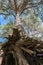 Intricately twisted bare roots and branched trunk of old pine tree on the shore of the lake Seliger, Tver region.