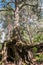 Intricately twisted bare roots and branched trunk of old pine tree on the shore of the lake Seliger, Tver region.