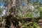 Intricately twisted bare roots of old pine tree on the shore of the lake Seliger, Tver region.