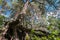 Intricately twisted bare roots of old pine tree on the shore of the lake Seliger, Tver region.