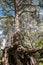 Intricately twisted bare roots of old pine tree on the shore of the lake Seliger, Tver region.