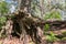 Intricately twisted bare roots of old pine tree on the shore of the lake Seliger, Tver region.