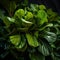 An intriguing close-up shot of a Fiddle Leaf Fig plant by AI generated