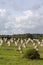 Intriguing standing stones at Carnac in Brittany, north-western France