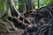 Intriguing tangled tree roots in forest