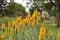 introduced honey bee flying around a yellow hot poker flower in a native Australian garden bed in a park