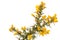 Introduced to NZ gorse is an invasive plant species requiring chemical and biological control steps.