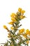 Introduced to NZ gorse is an invasive plant species requiring chemical and biological control steps.