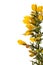 Introduced to NZ gorse is an invasive plant species requiring chemical and biological control steps.