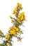 Introduced to NZ gorse is an invasive plant species requiring chemical and biological control steps.