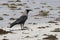 Introducer of Zanzibar house crow sitting on a sandbank at low t