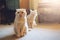 Introducing Two Cats. Adopt a Second Cat. Adding a second cat to your household. Peaceful multi-cat home companions, playmates