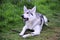 Inuit wolf dog