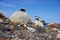 Inukshuks on rocky Nova Scotia, Canada coastline