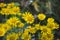 Inula blooms in the wild in summer