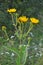 Inula blooms in the wild in summer