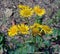 Inula blooms in the wild in summer