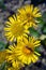 Inula blooms in the wild in summer