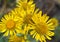 Inula blooms in the wild in summer