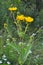 Inula blooms in the wild in summer