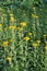 Inula blooms in the wild in summer