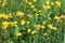 Inula britannica. The blossoming plant on a meadow