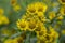 Inula britannica british yellowhead meadow fleabane flowers in bloom, yellow autumnal flowerin plant