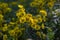 Inula britannica british yellowhead meadow fleabane flowers in bloom, yellow autumnal flowerin plant