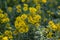 Inula britannica british yellowhead meadow fleabane flowers in bloom, yellow autumnal flowerin plant