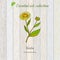 Inula, essential oil label, aromatic plant