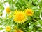 Inula flowers on white