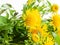 Inula flowers on white