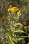 Inula germanica - wild flower