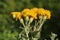 Inula germanica - wild flower