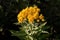 Inula germanica - wild flower
