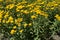 Inula germanica - yellow daisy like flowers