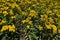 Inula germanica - yellow daisy like flowers