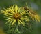 Inula helenium