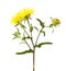 Inula helenium