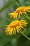 Inula helenium