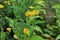 Inula helenium. Elecampane yellow flowers, elfdock.