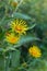 Inula helenium or horse-heal or elfdock. Blossoming Inula high Inula helenium, Elecampane.