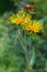 Inula helenium or horse-heal or elfdock. Blossoming Inula high Inula helenium, Elecampane.