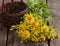 Inula helenium or horse-heal or elfdock yellow flowers with green on wooden background. Medical plant contains a lot of
