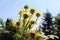 Inula helenium in the organic garden.Medicinal plant,homeopatic.Blurred background.