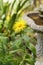 Inula Inula yellow garden flower plant in garden up-close portrait format
